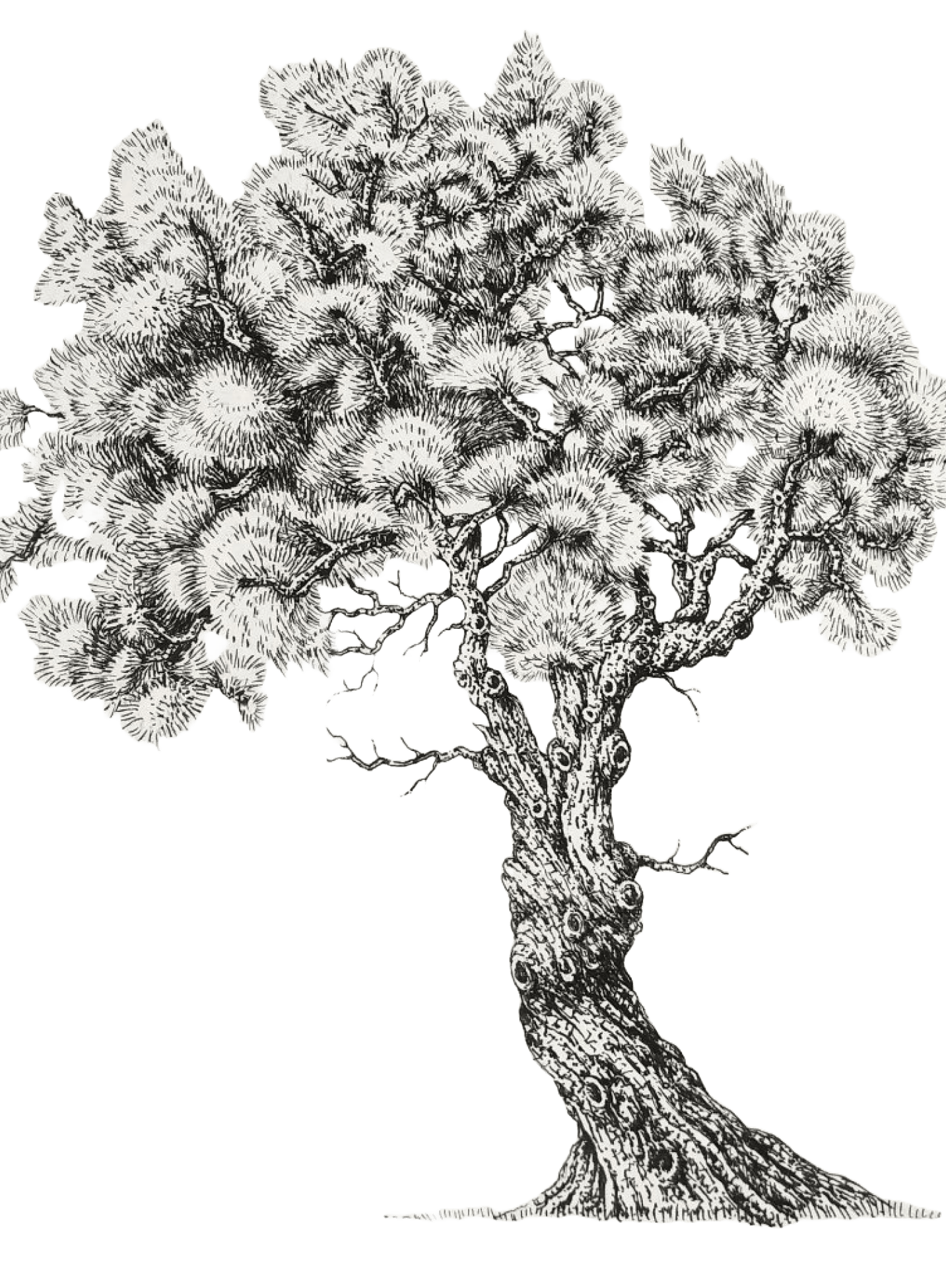 Stylized black and white illustration of a gnarled tree with a thick, textured trunk and a dense, bushy canopy.